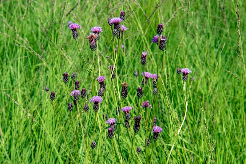 Serratula tinctoria - © Charles Hipkin