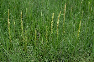 Triglochin maritima Sea Arrowgrass