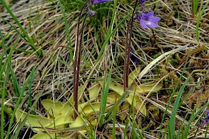 Pinguicula vulgaris Common Butterwort