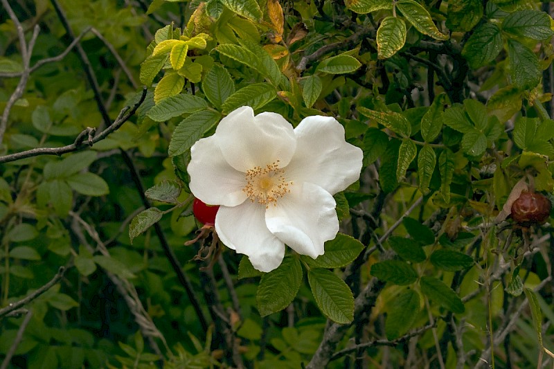 Rosa rugosa - © Charles Hipkin