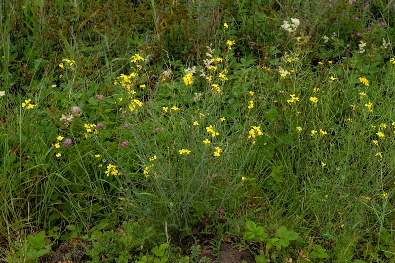 Coincya monensis subsp. cheiranthos - &copy; Charles Hipkin