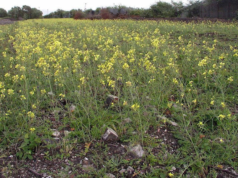 Coincya monensis subsp. cheiranthos - &copy; Charles Hipkin