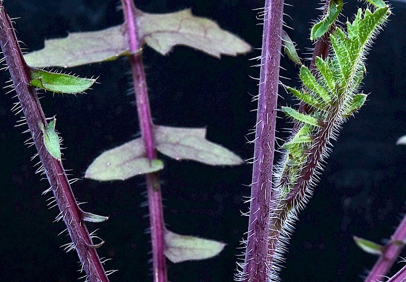 Coincya monensis subsp. cheiranthos - &copy; Charles Hipkin