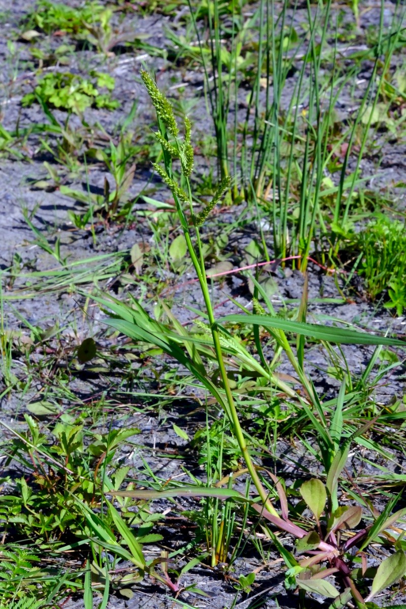 Echinochloa crus-galli - &copy; Charles Hipkin