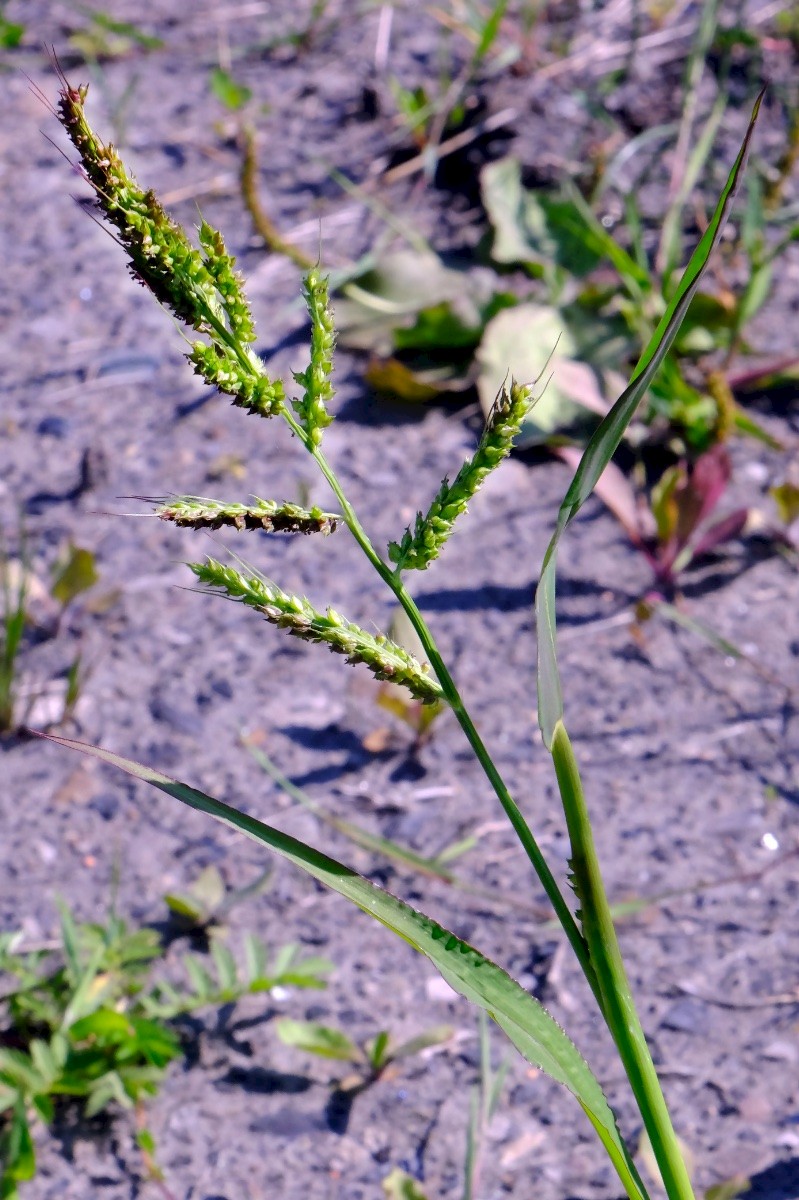 Echinochloa crus-galli - &copy; Charles Hipkin