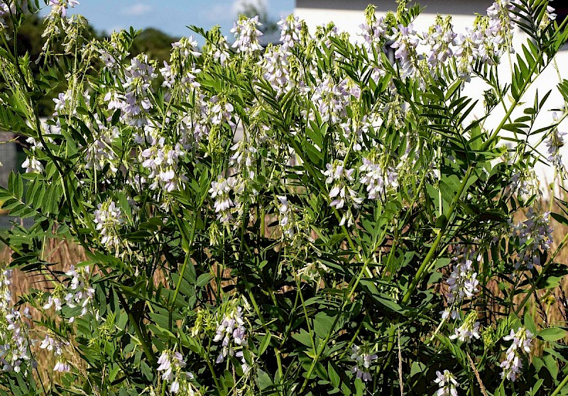 Galega officinalis - © Charles Hipkin
