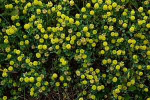 Trifolium campestre Hop Trefoil