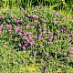 Trifolium medium