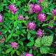 Trifolium medium