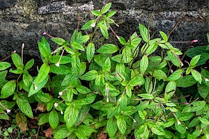 Epilobium roseum Pale Willowherb