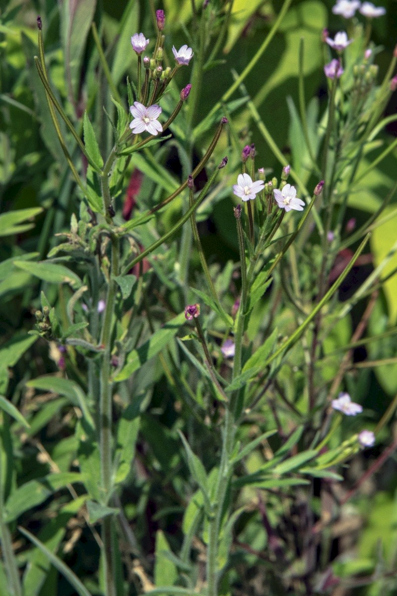 Epilobium parviflorum - &copy; Charles Hipkin