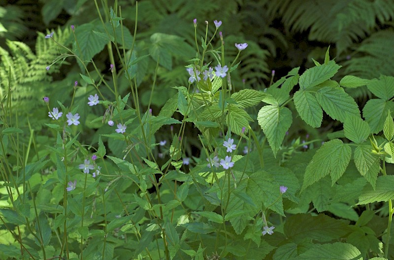 Epilobium montanum - &copy; Charles Hipkin