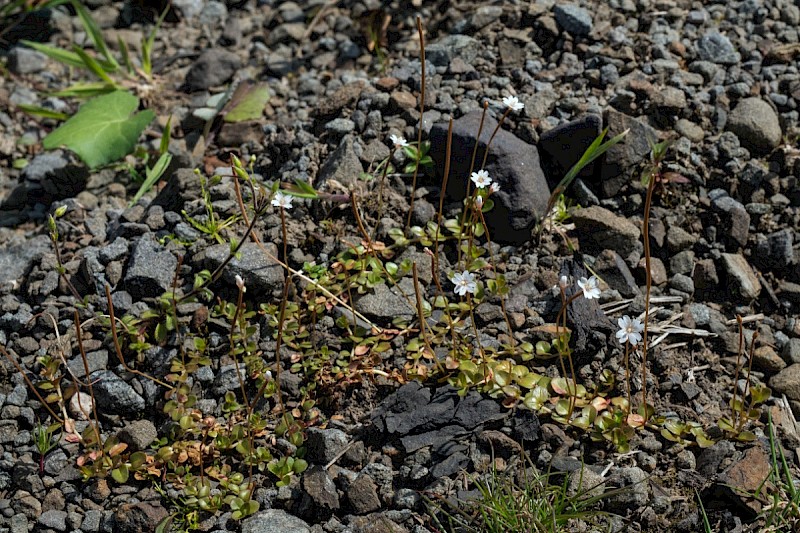Epilobium brunnescens - &copy; Charles Hipkin