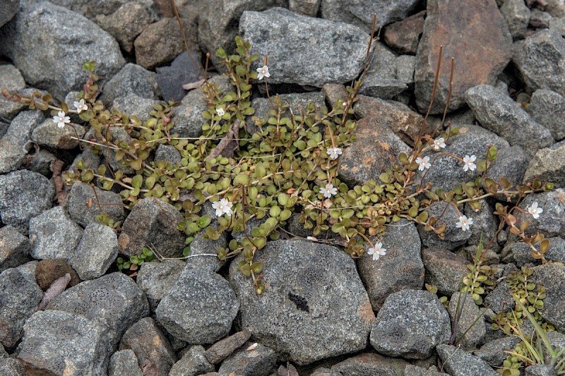 Epilobium brunnescens - &copy; Charles Hipkin