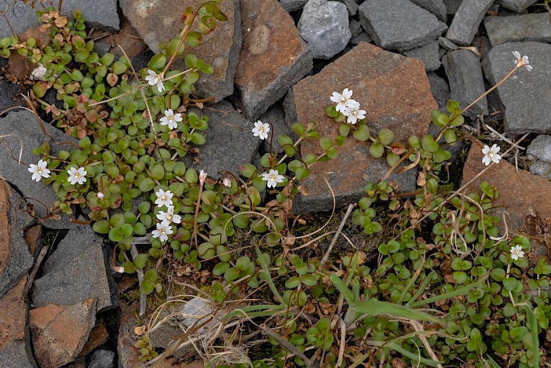Epilobium brunnescens - &copy; Charles Hipkin
