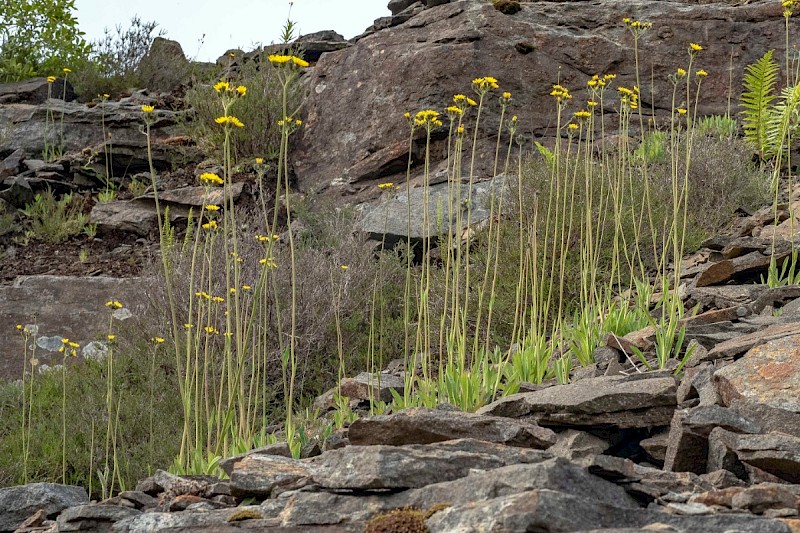 Pilosella praealta - &copy; Charles Hipkin