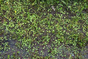 Hydrocotyle vulgaris Marsh Pennywort