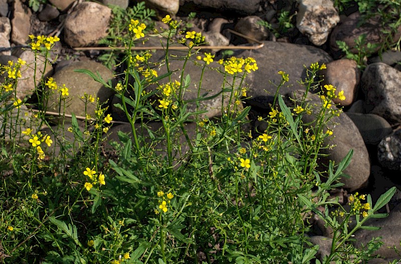 Rorippa sylvestris - © Charles Hipkin