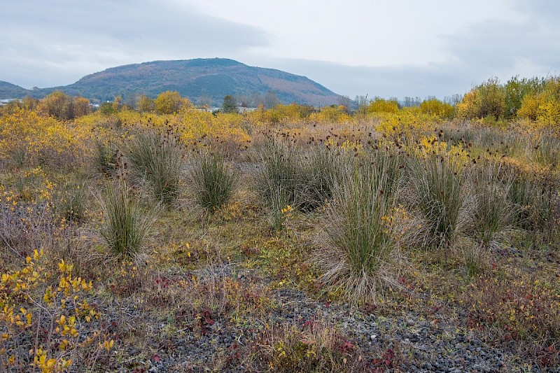 Juncus acutus - © Charles Hipkin