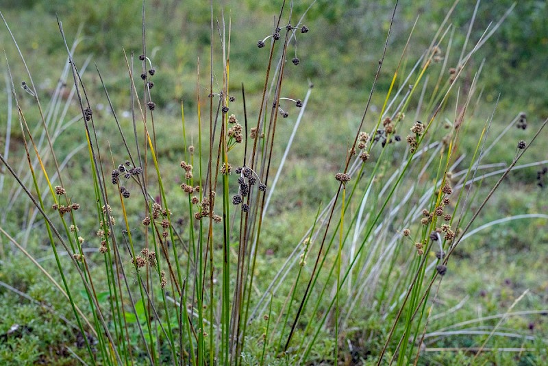 Scirpoides holoschoenus - © Charles Hipkin
