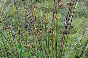 Scirpoides holoschoenus Round-headed Club-rush