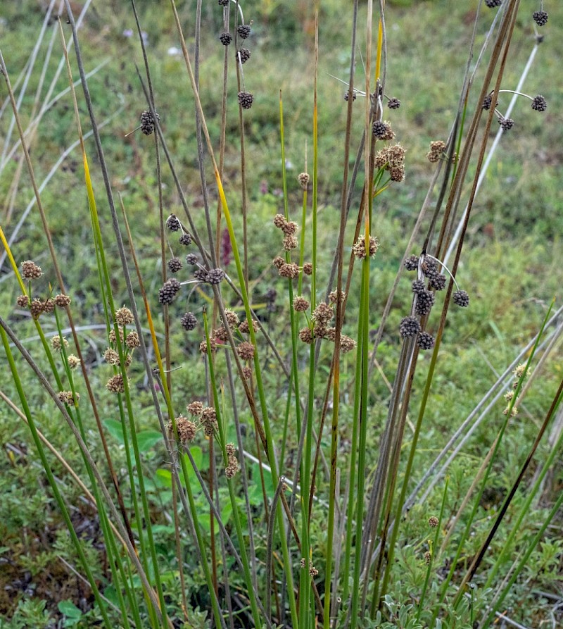 Scirpoides holoschoenus - &copy; Charles Hipkin