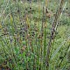 Scirpoides holoschoenus