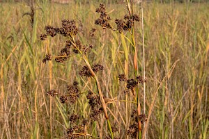 Cladium mariscus Great Fen-sedge