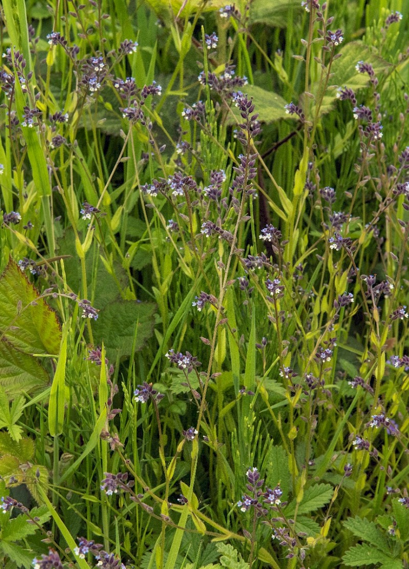 Myosotis discolor - &copy; Charles Hipkin