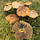 Suillus variegatus