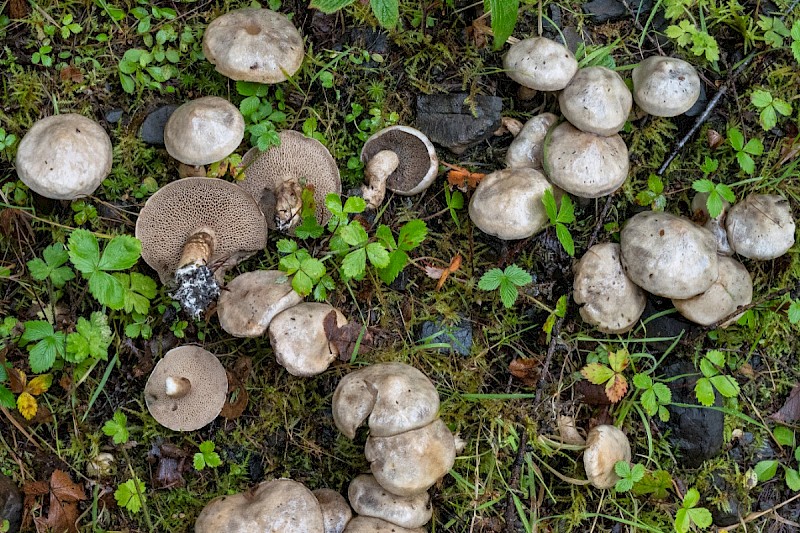 Suillus viscidus - &copy; Charles Hipkin