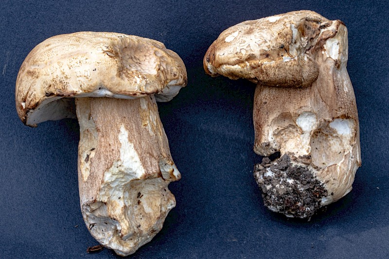 Boletus reticulatus - &copy; Charles Hipkin