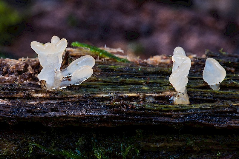 Calocera pallidospathulata - &copy; Charles Hipkin