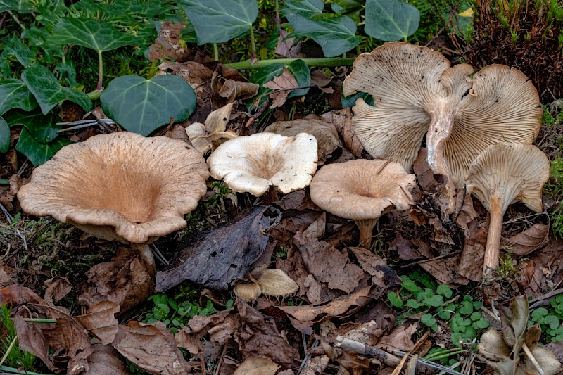Clitocybe gibba - &copy; Charles Hipkin