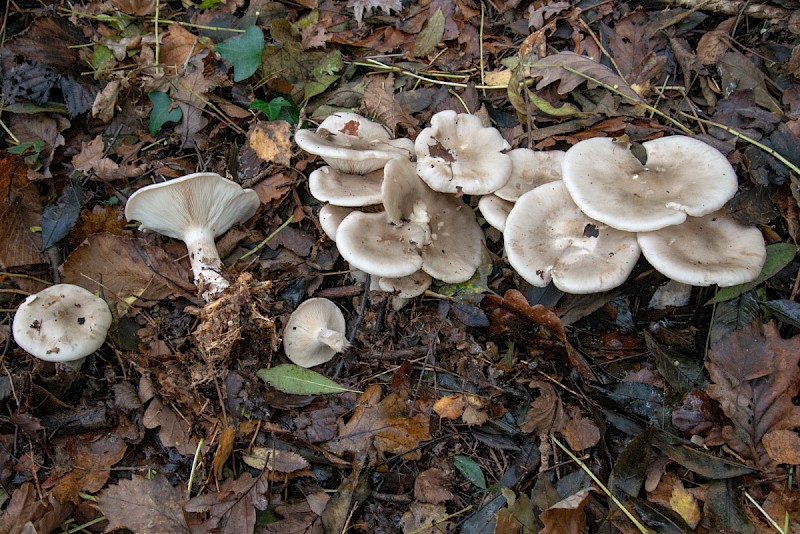 Clitocybe nebularis - &copy; Charles Hipkin