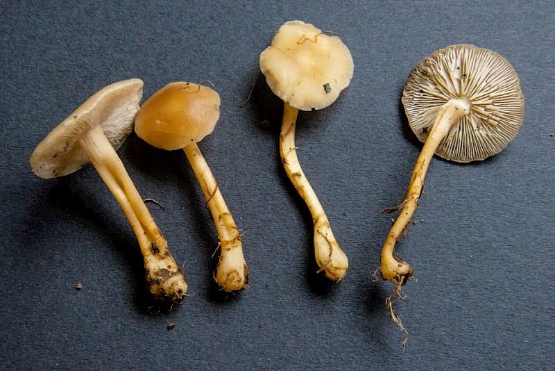 Gymnopus aquosus - © Charles Hipkin