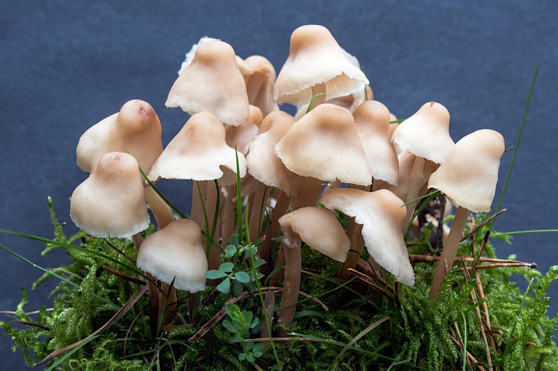 Gymnopus confluens - &copy; Charles Hipkin