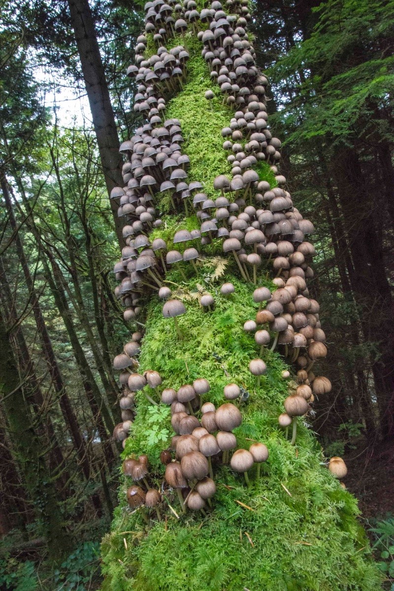 Coprinellus micaceus - &copy; Charles Hipkin