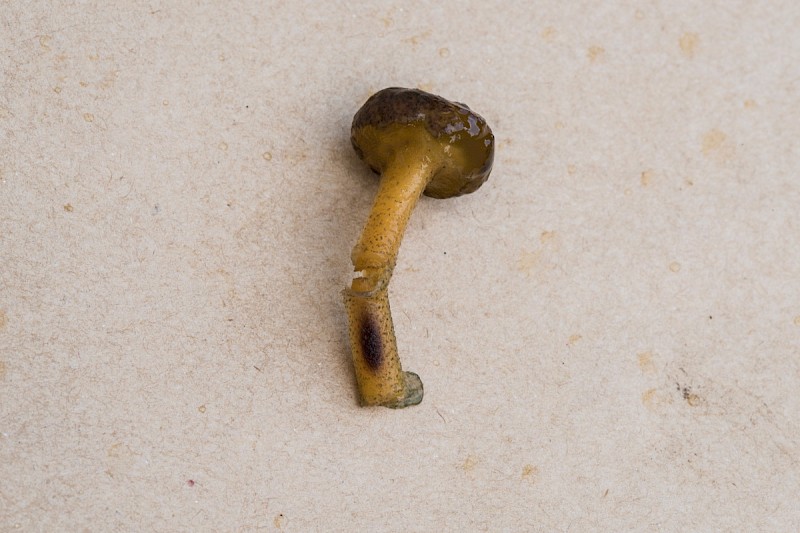 Cordyceps capitata - &copy; Charles Hipkin