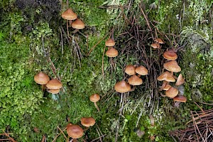 Cortinarius obtusus Blunt Webcap