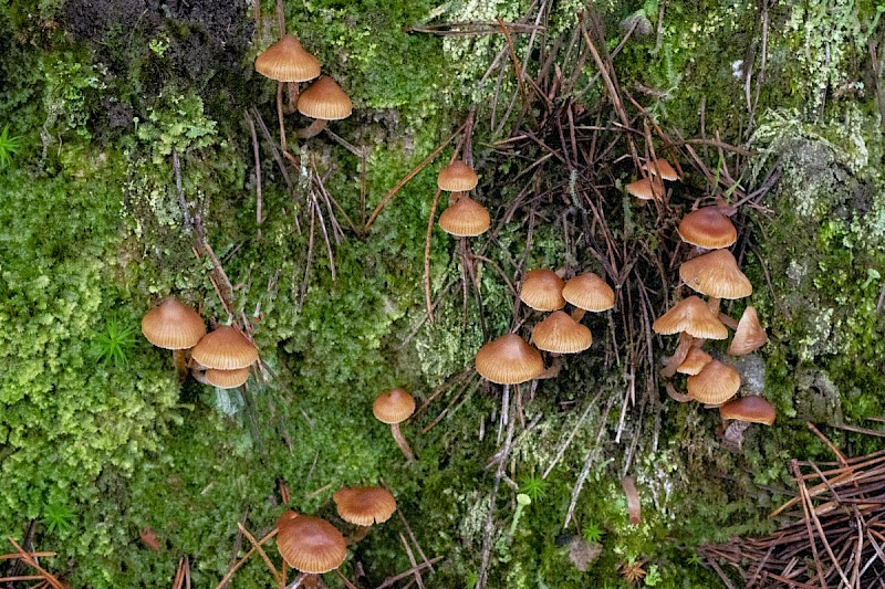 Cortinarius obtusus - &copy; Charles Hipkin