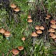 Cortinarius obtusus