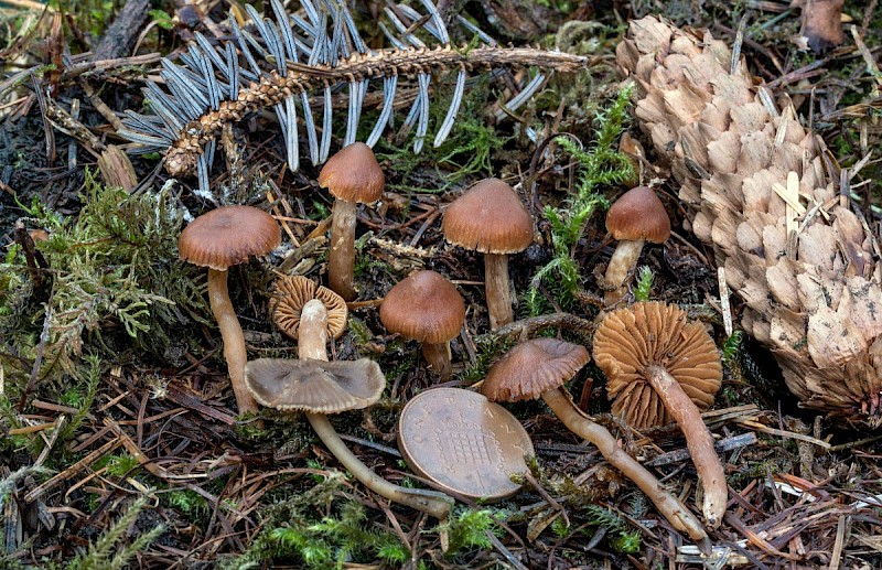 Cortinarius obtusus - &copy; Charles Hipkin