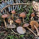 Cortinarius obtusus