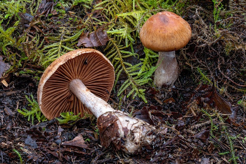 Cortinarius bivelus - &copy; Charles Hipkin