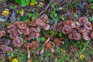 Cortinarius glandicolor 