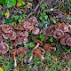 Cortinarius glandicolor