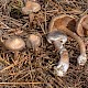 Cortinarius glandicolor