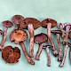 Cortinarius glandicolor