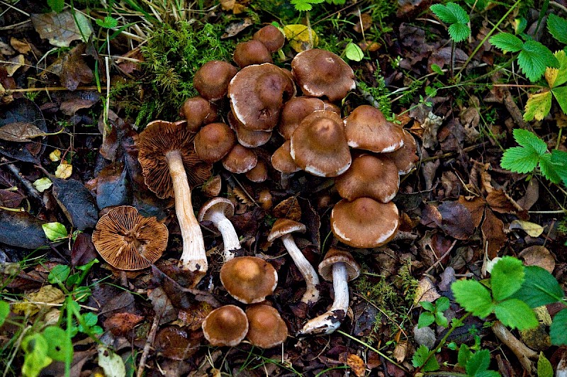Cortinarius saturninus - &copy; Charles Hipkin
